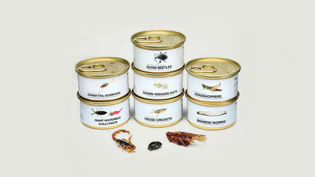 Edible Bugs Gift Pack