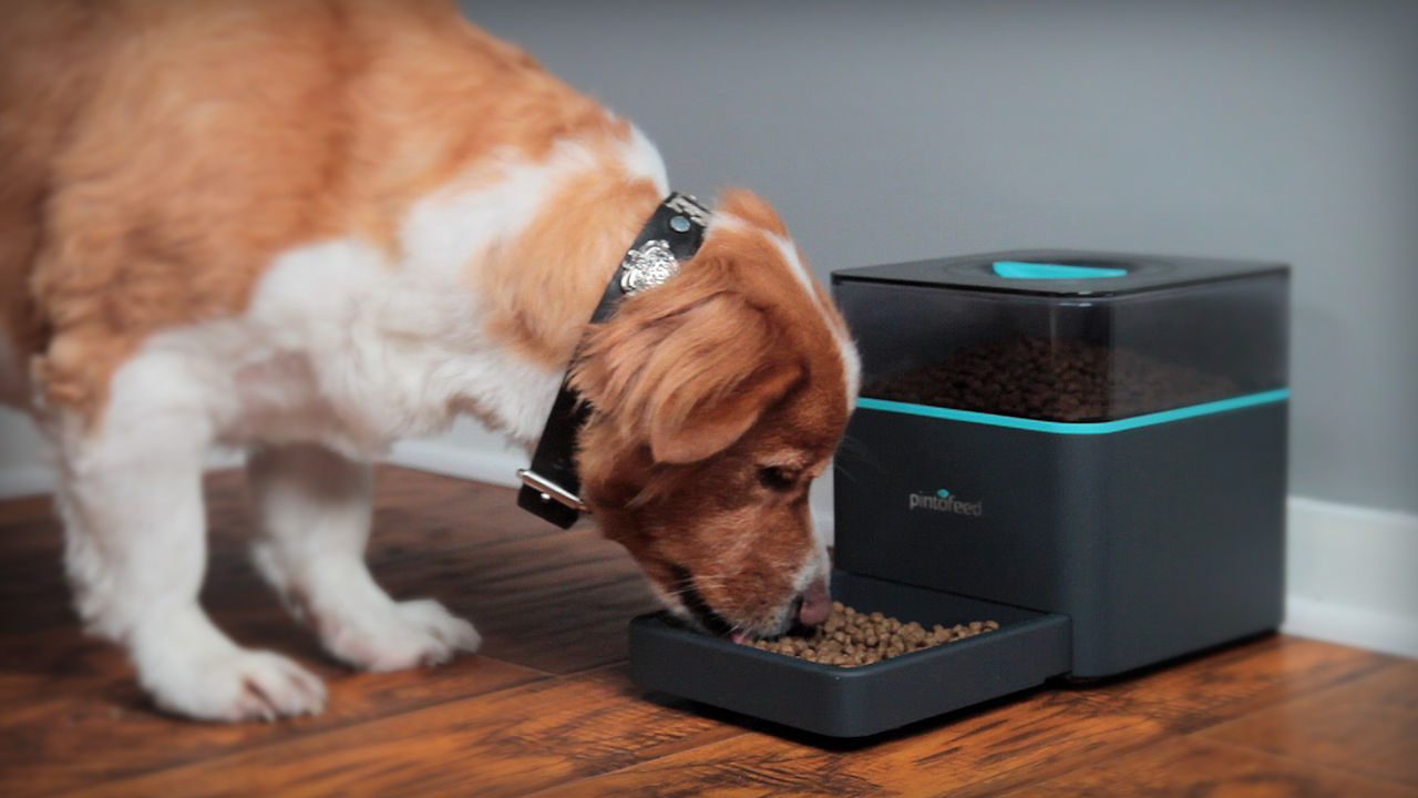 Feed Your Pet Remotely with PintoFeed
