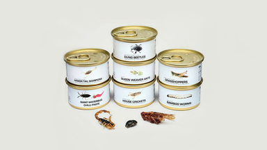 Edible Bugs Gift Pack