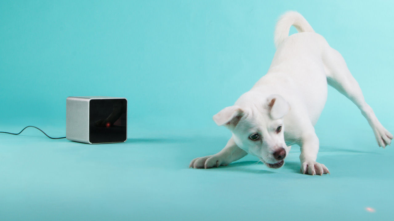 Stay Connected to Your Pet with Petcube